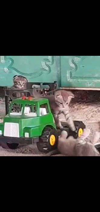 Котята кошка ...