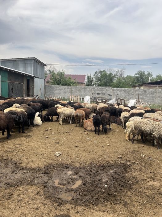 Қой сатылады семіз. Продам баран