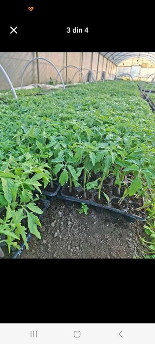 Producator, vand rasaduri