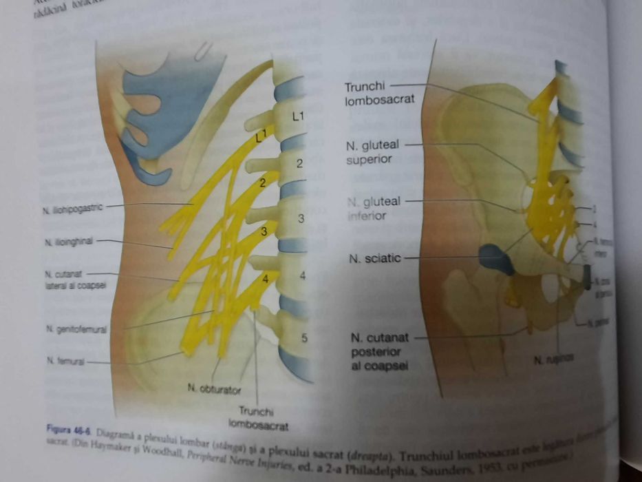 Principiile și practica neurologiei clinice, ediția a zecea, nouă