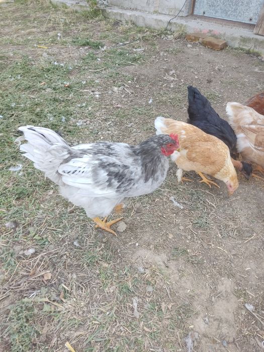 Продам гусей курей