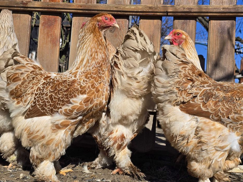 Продавам разплодни яйца от Златно дантелен брама [Buff laced Brahma]