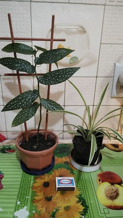 Цветочки комнатные.