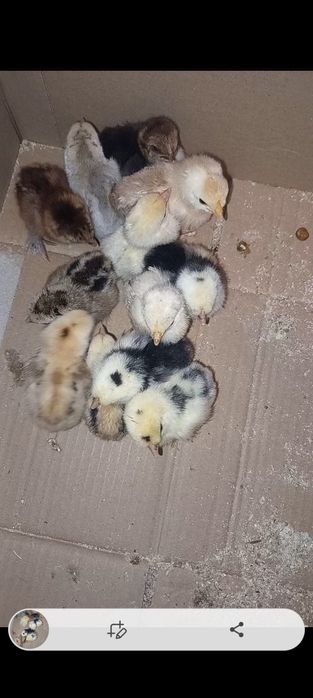 Pui de mătase japoneză diferite curori și pui de pitică