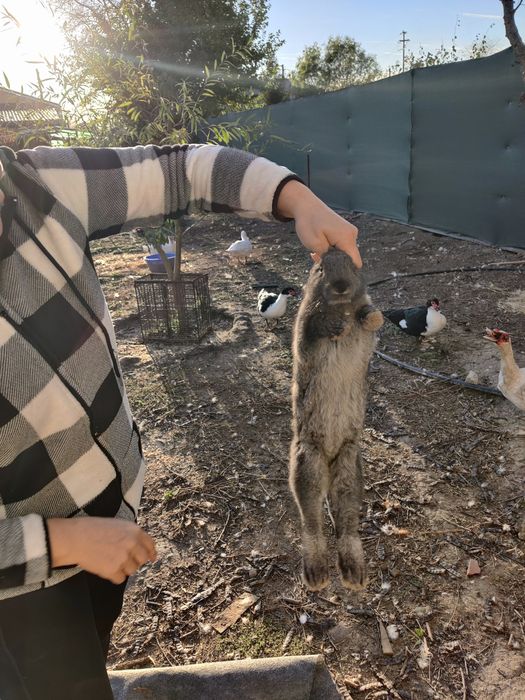 Iepuri rasa germana urias