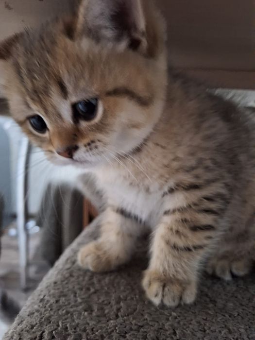 Продам котят британской шиншилы