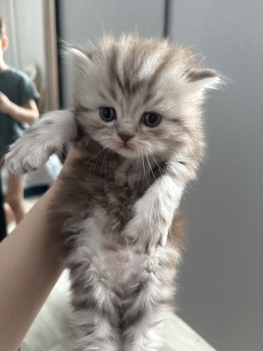 Продам котенку 1,5 месяца