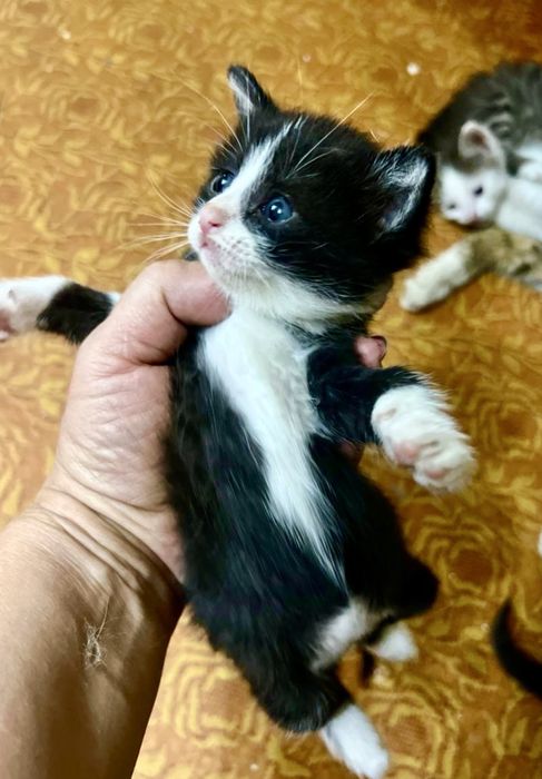 Котята полтора месяца. Очень красивые и игривые