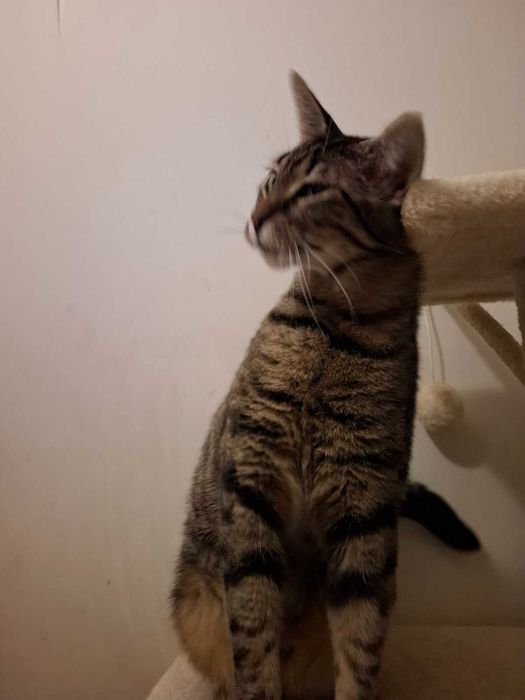 Коте Лили те очаква