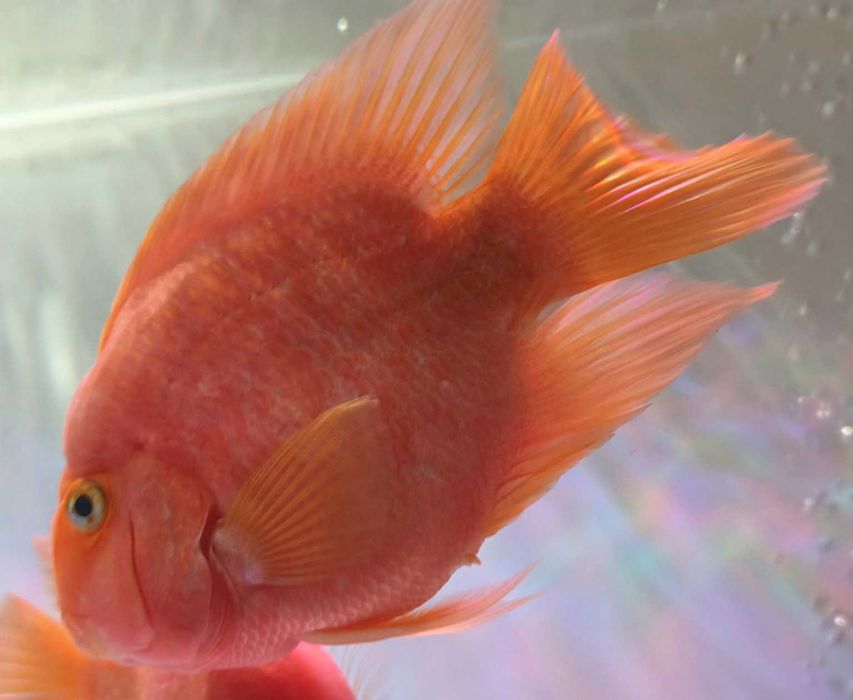 Blood Parrot Cichlid – 3 exemplare mari, sănătoase (lot)