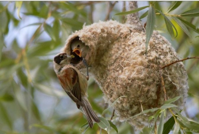 Құрқылтайдын ұясы Гнездо ремеза