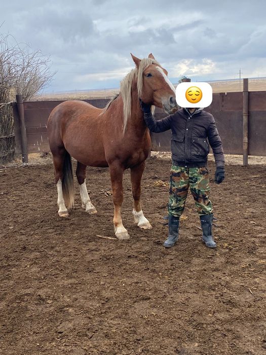 Айғыр сатылады..