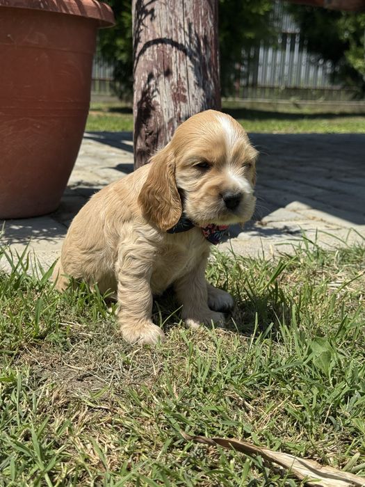 Fetita Cocker spaniel