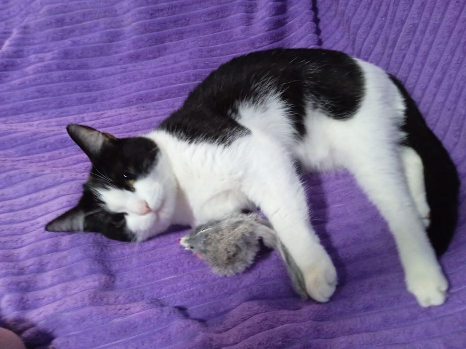 Отдам в добрые руки кота!