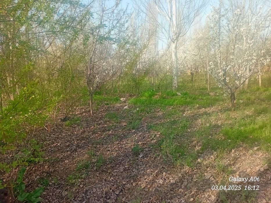 Ташкент вилояти Паркент туман Бустон кфй Ачиксой мой