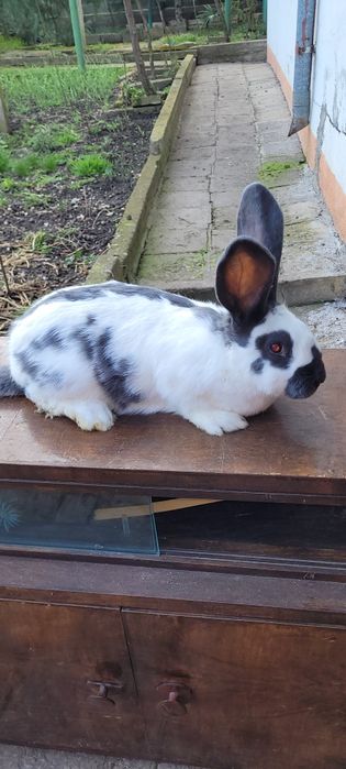 Зайци немска пеперуда