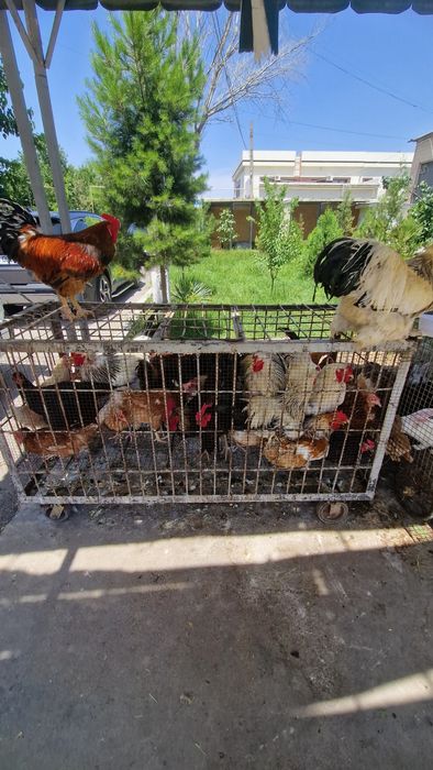 Sergili dehqon bozorida parrandalar sotiladi