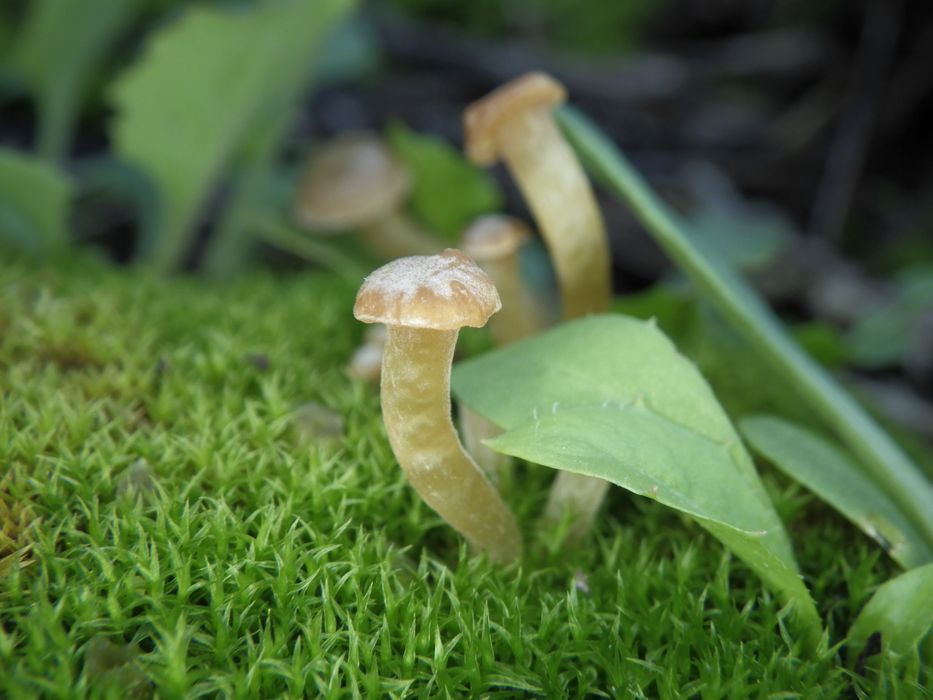 Фотапарат за подводни снимки Ricoh WG-6