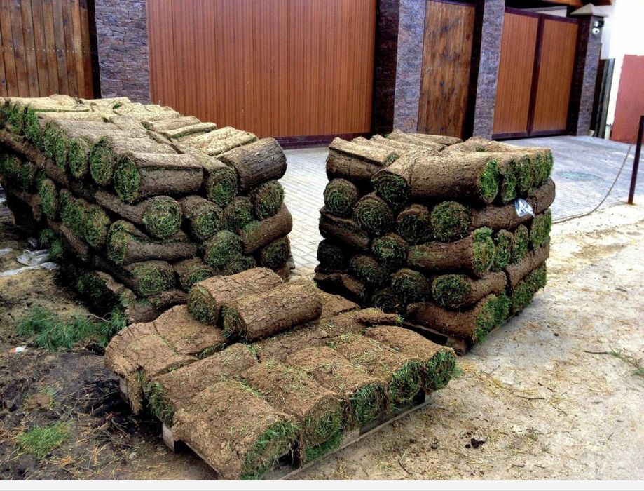 Зелёный газон для участка, сада и двора