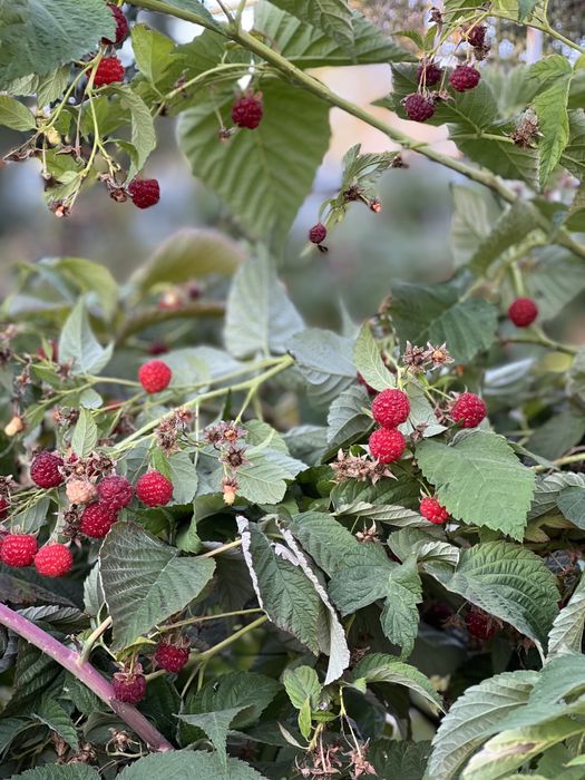 Продам саженцы малины