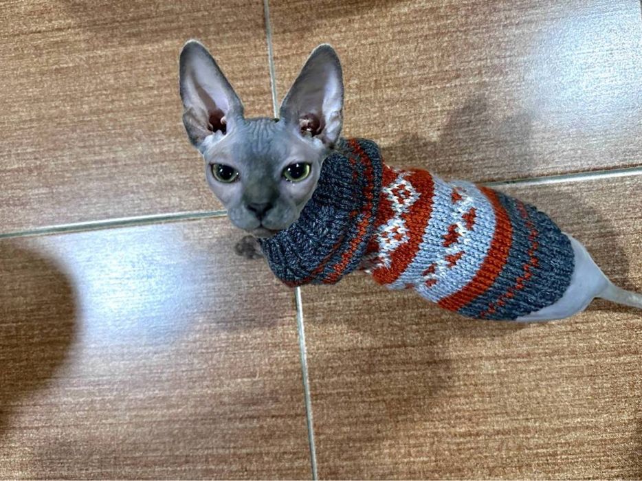 Вязаная одежда для кошек и собак