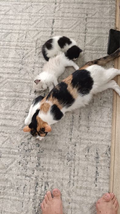 Отдам котят в добрые руки