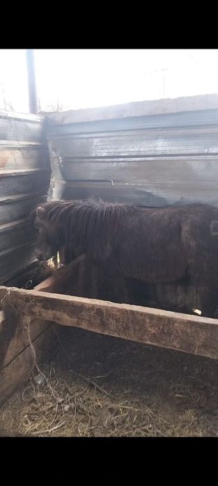 Ургашы еки пони сатылады