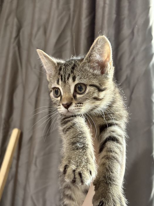 Котята британцы 2 мальчика