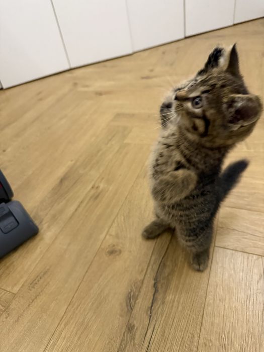 Британский Котенок