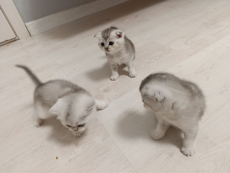 Продается Шотланкие Шиншиллы