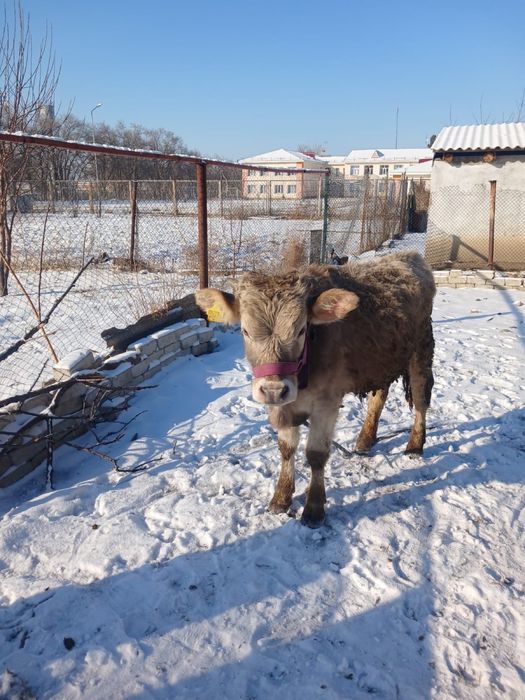 Продам телята десять месяцев бычки