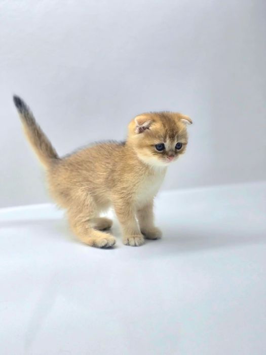 ВисЛоуХий шОтлАндскИй коТик