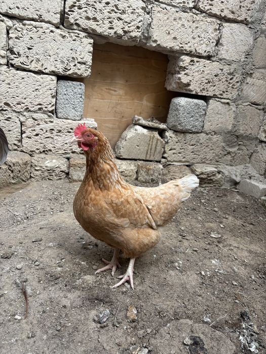 Тауық сатылады!!!