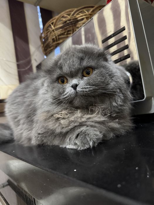 Продаётся сладкая кошечка