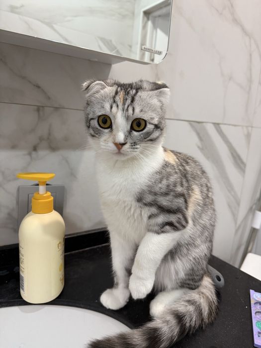 Кошка в добрые руки