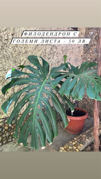 Цветя - Филодендрон, Юка, Бенджамин и други