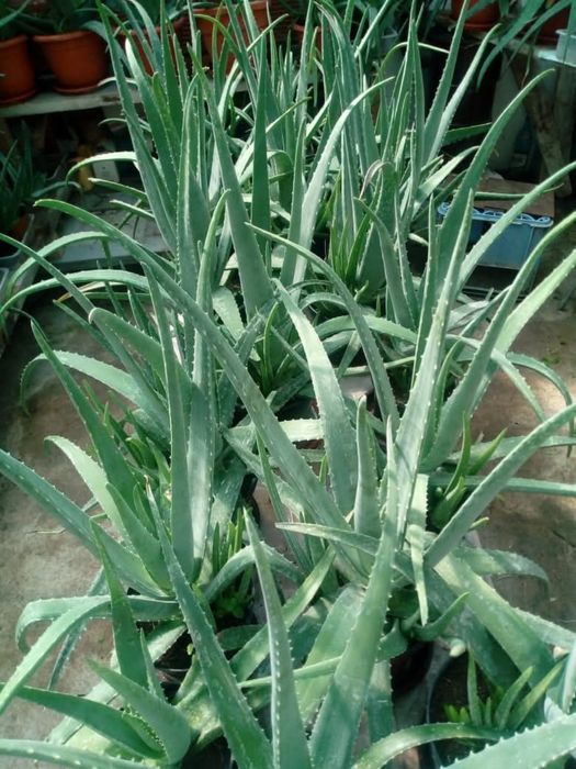 Plante Aloe Vera