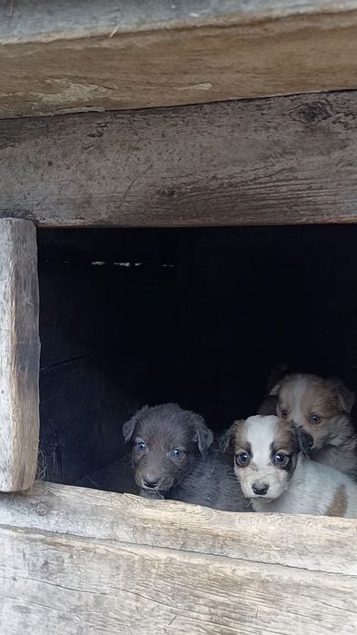 Отдам щенков  в добрые руки