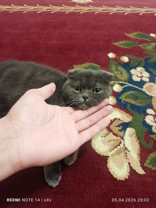 Чистокров на я шотландка