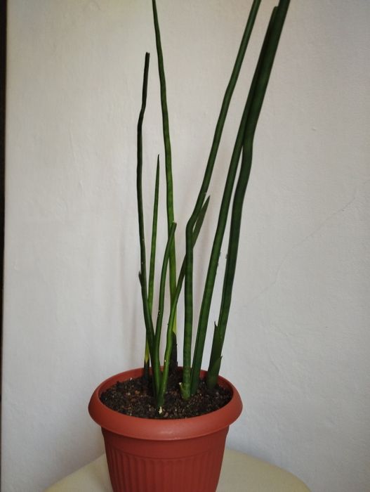 Продам цветы комнатные