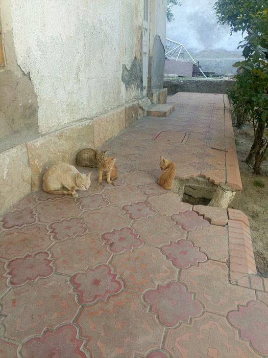 Отдадим котят в хорошие руки бесплатно