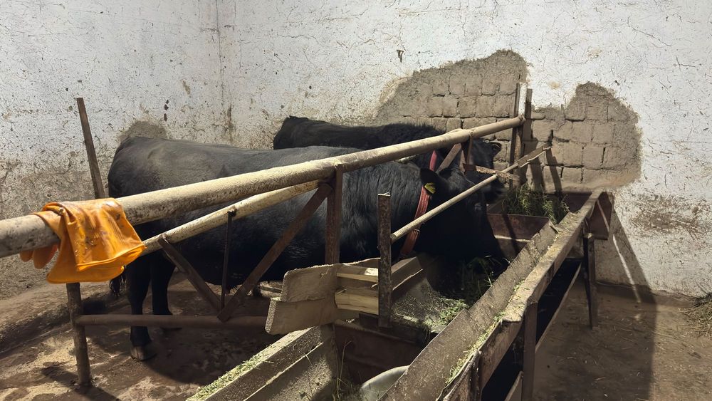 Aberdin Angus buqalar buqasi.