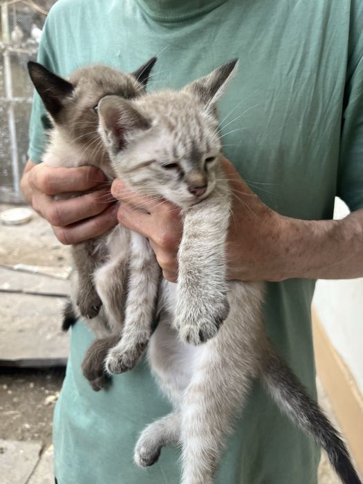 Котята, парода сиамская,цена договорная а 50,000 за одного