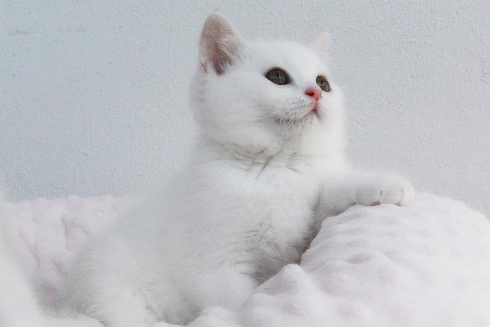 British shorthair