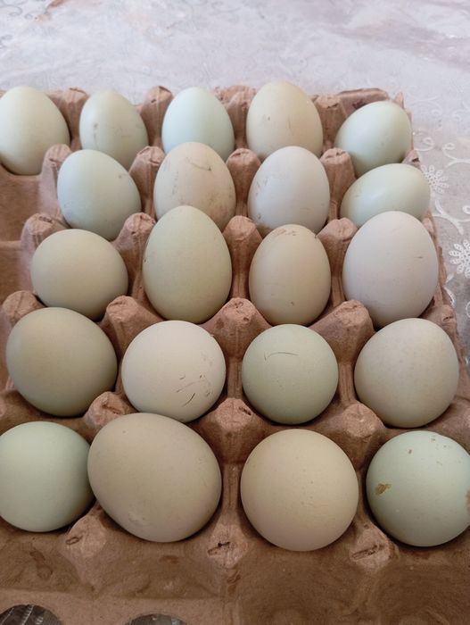 Uxaylyu Oʻhaelu tuxum, tuxumlari sotiladi