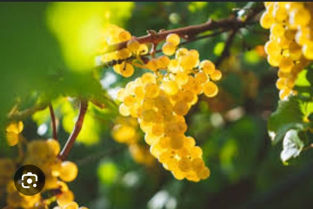 Struguri de vin toate soiurile