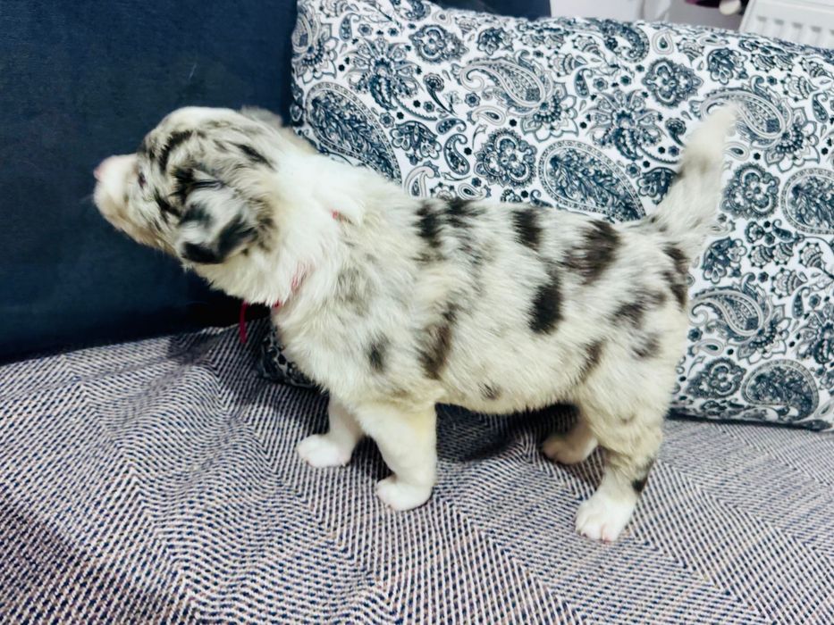 Pui Border Collie 2 luni, pedigree UCHR