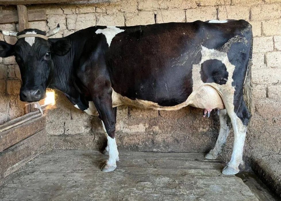 Продам стельную коровку,‘’