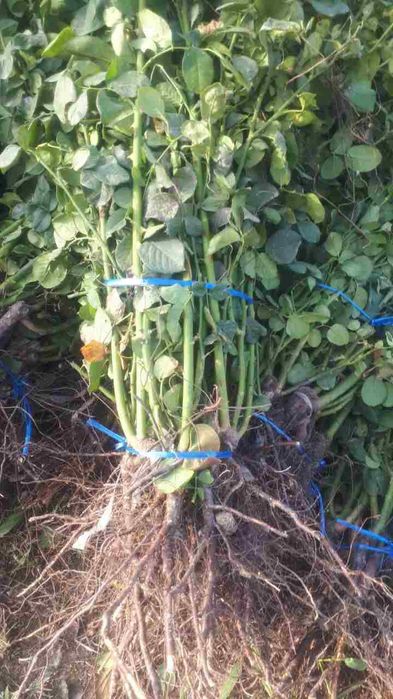 Shtamp atirgul ko'chatlla sotamiz