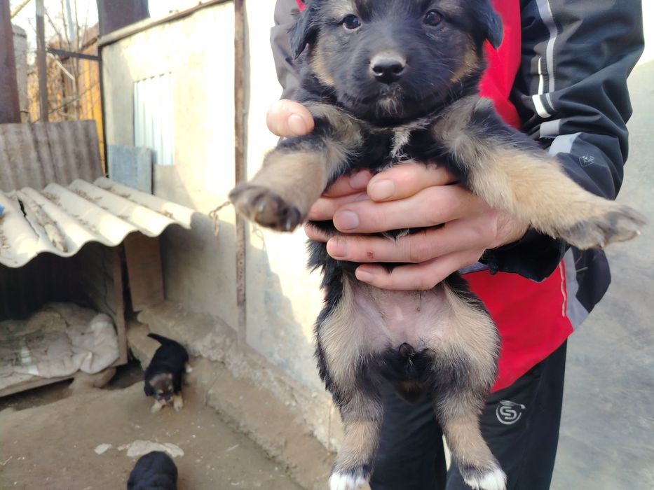 Отдам щенков в добрые руки